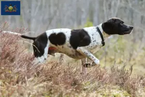 Read more about the article English Pointer breeders and puppies in Pennsylvania