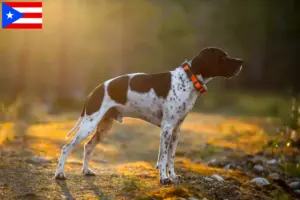 Read more about the article English Pointer breeders and puppies in Puerto Rico