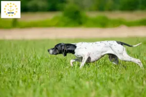 Read more about the article English Pointer breeders and puppies in Rhode Island
