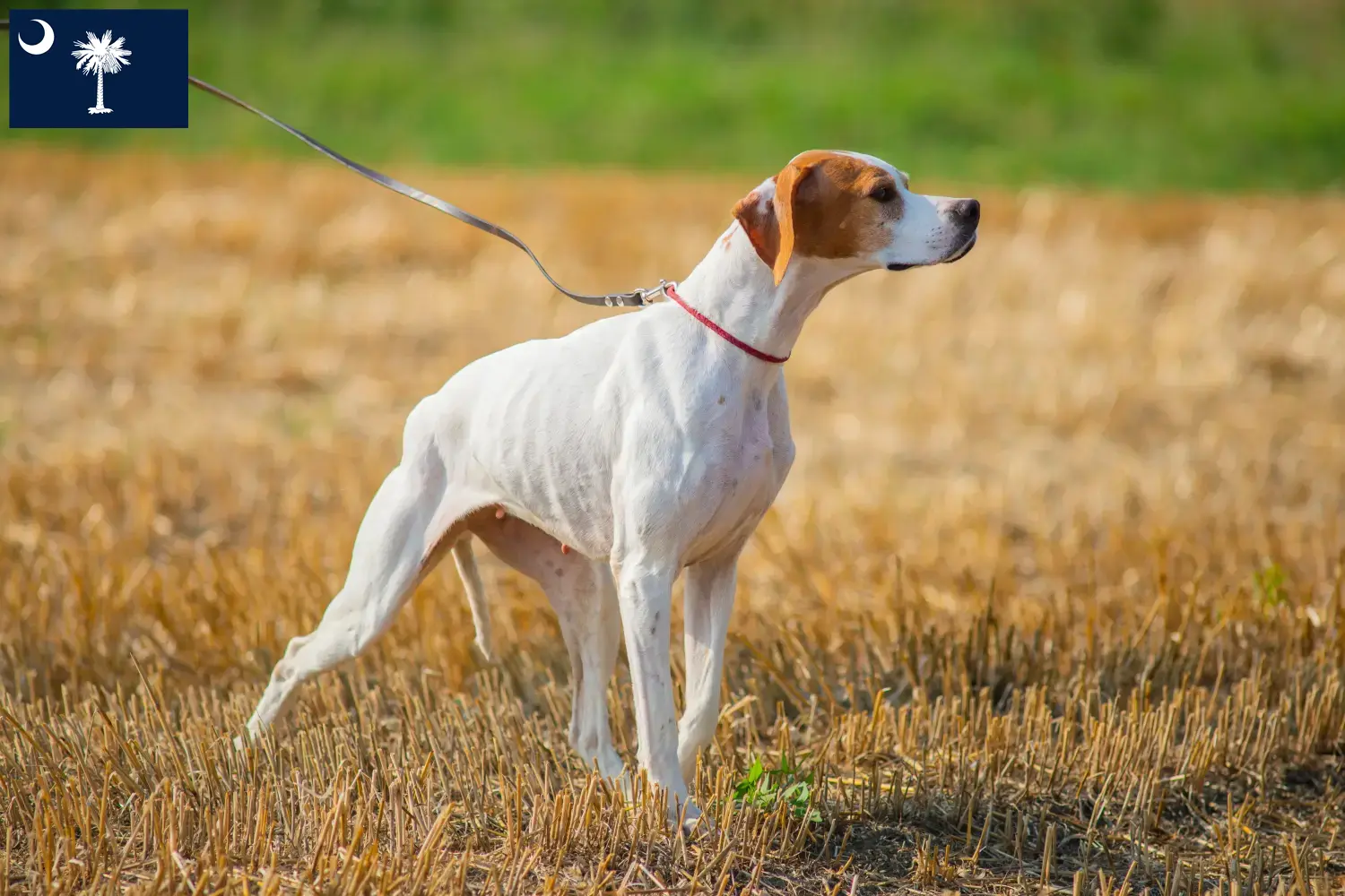 English Pointer puppies and breeders South Carolina Find English Pointers breeders in South Carolina.