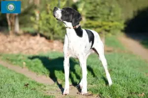 Read more about the article English Pointer breeders and puppies in South Dakota