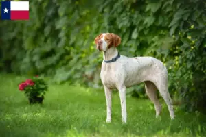 Read more about the article English Pointer breeders and puppies in Texas