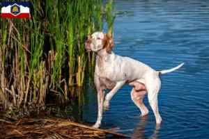 Read more about the article English Pointer breeders and puppies in Utah