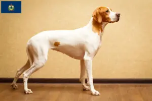 Read more about the article English Pointer breeders and puppies in Vermont
