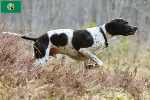 Read more about the article English Pointer breeders and puppies in Washington