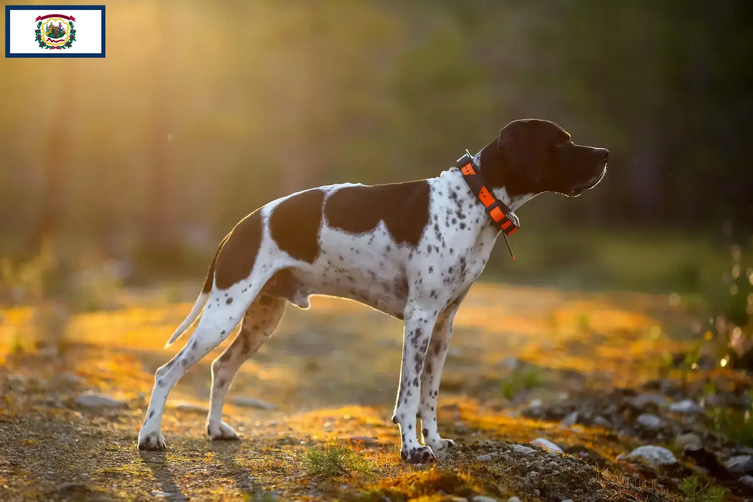 English Pointer puppies and breeders West Virginia Find English Pointers breeders in West Virginia.