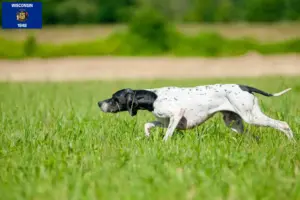 Read more about the article English Pointer breeders and puppies in Wisconsin
