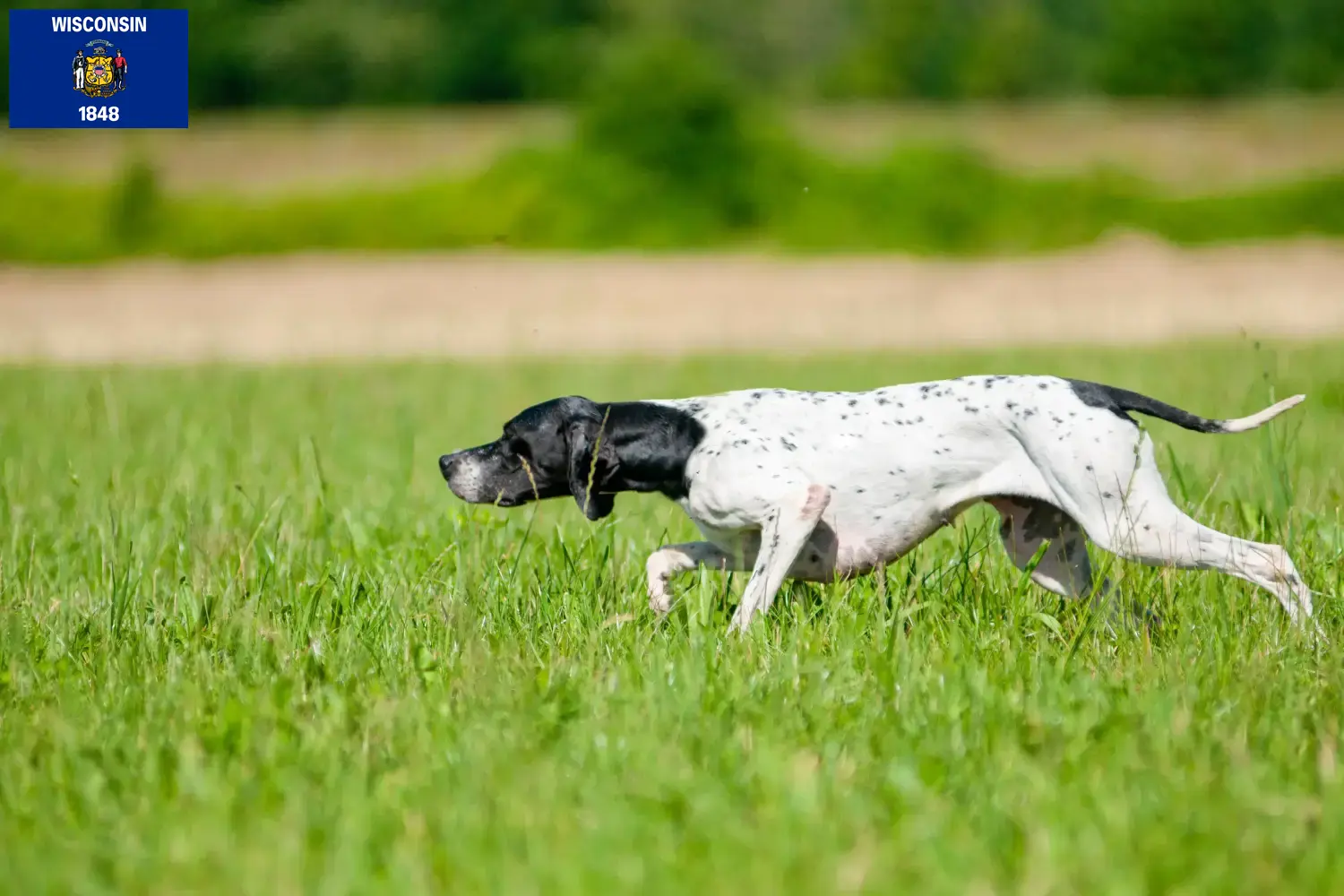 English Pointer puppies and breeders Wisconsin Find English Pointers breeders in Wisconsin.