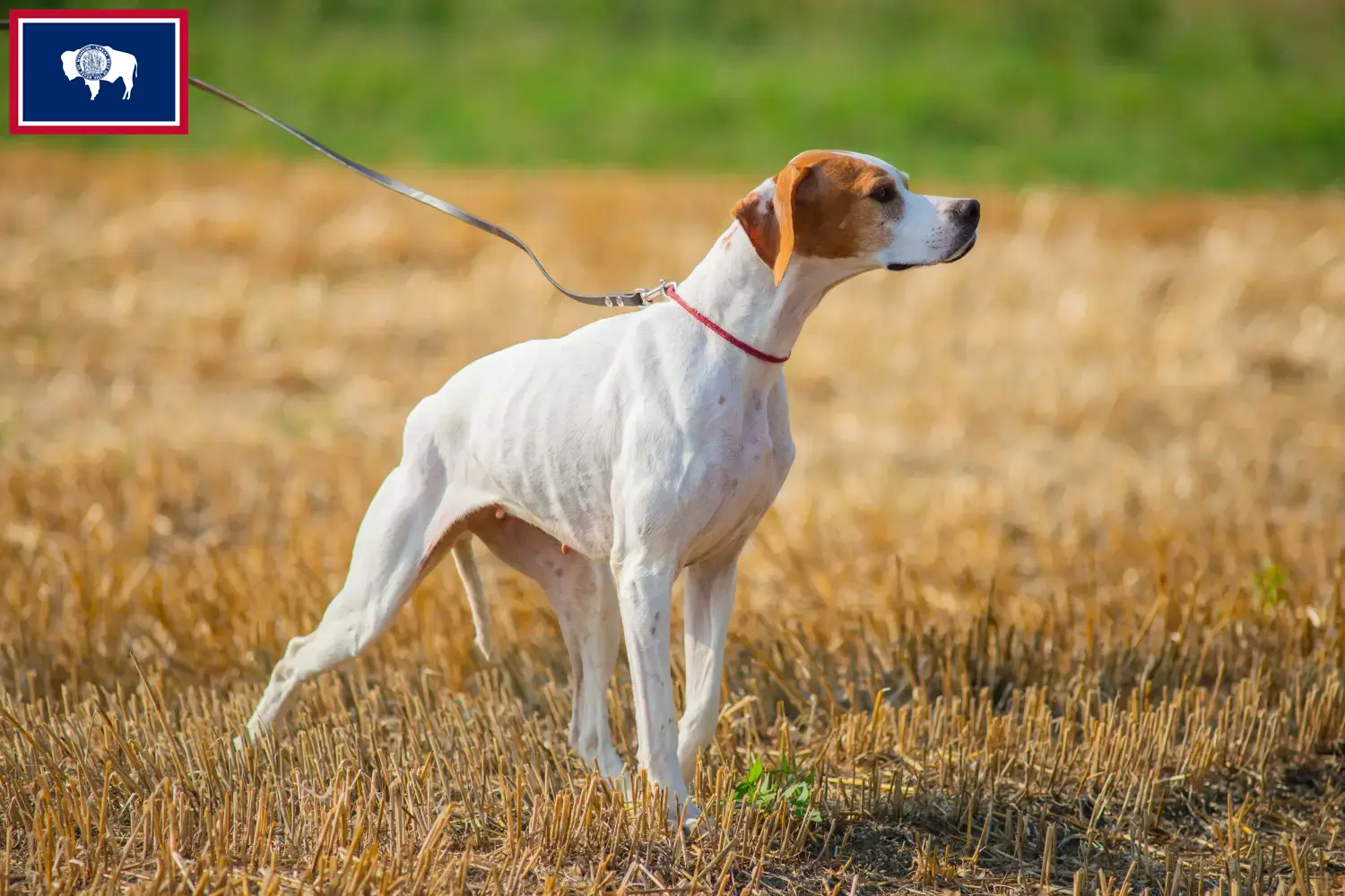 English Pointer puppies and breeders Wyoming Find English Pointers breeders in Wyoming.