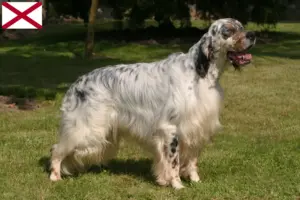 Read more about the article English Setter breeders and puppies in Alabama