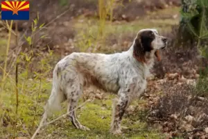 Read more about the article English Setter breeders and puppies in Arizona