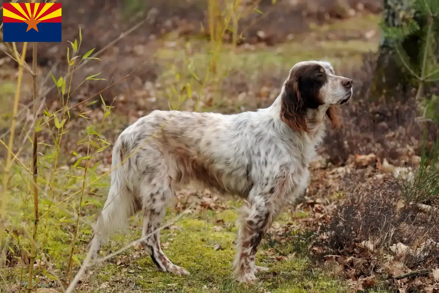 English Setter puppies and breeder Arizona Find English Setter breeders in Arizona.