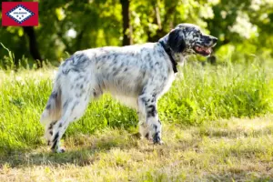 Read more about the article English Setter breeders and puppies in Arkansas