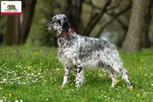 Read more about the article English Setter breeders and puppies in California