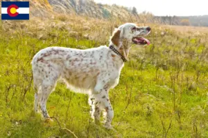 Read more about the article English Setter breeders and puppies in Colorado