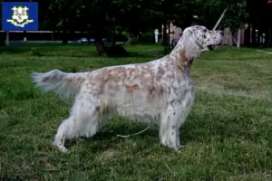 Read more about the article English Setter breeders and puppies in Connecticut