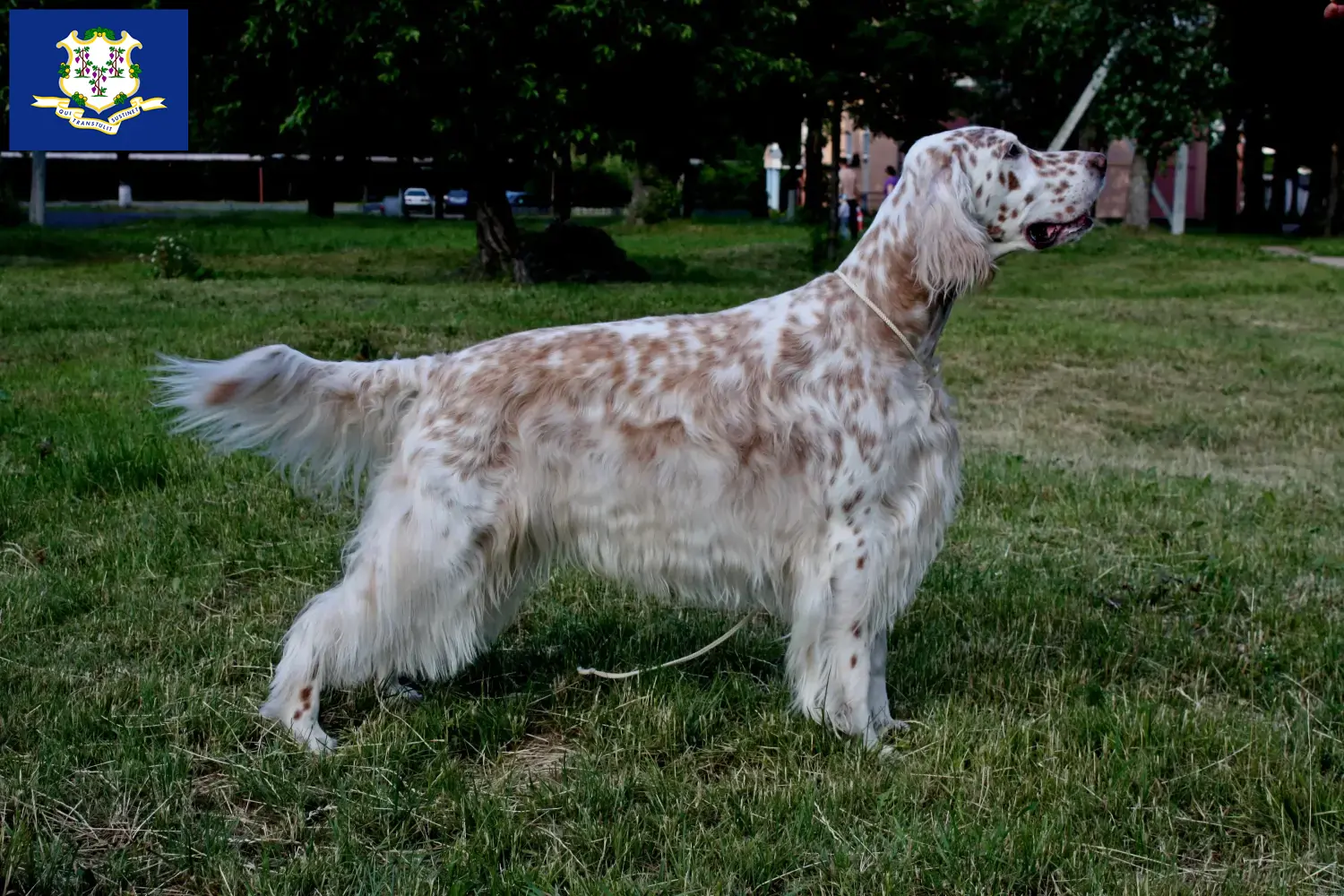 English Setter puppies and breeders Connecticut Find English Setter breeders in Connecticut.