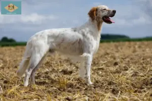 Read more about the article English Setter breeders and puppies in Delaware