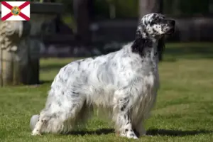 Read more about the article English Setter breeders and puppies in Florida