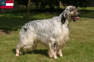 Read more about the article English Setter breeders and puppies in Georgia
