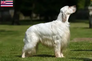 Read more about the article English Setter breeders and puppies in Hawaii