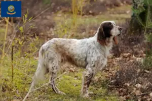 Read more about the article English Setter breeders and puppies in Idaho