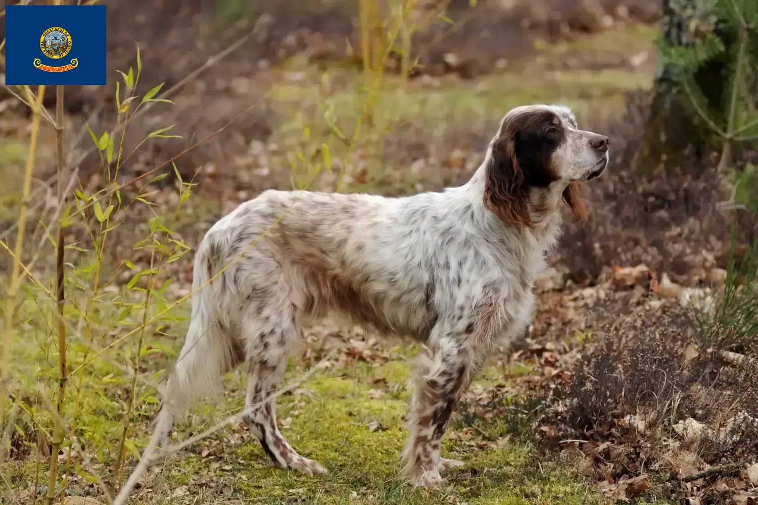 English Setter puppies and breeders Idaho Find English Setter breeders in Idaho.
