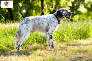 Read more about the article English Setter breeders and puppies in Illinois