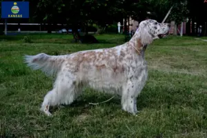 Read more about the article English Setter breeders and puppies in Kansas