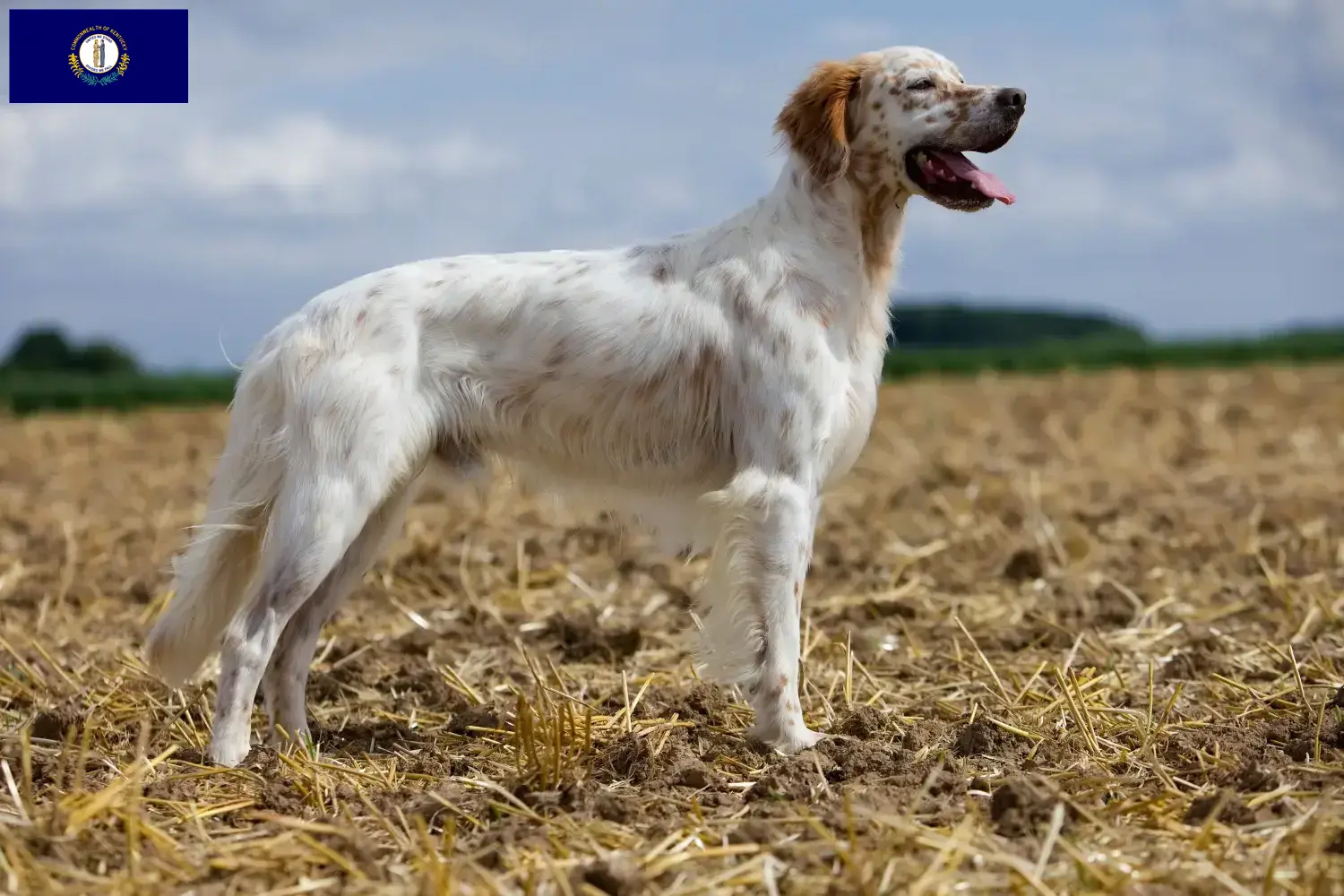 English Setter puppies and breeders Kentucky Find English Setter breeders in Kentucky.