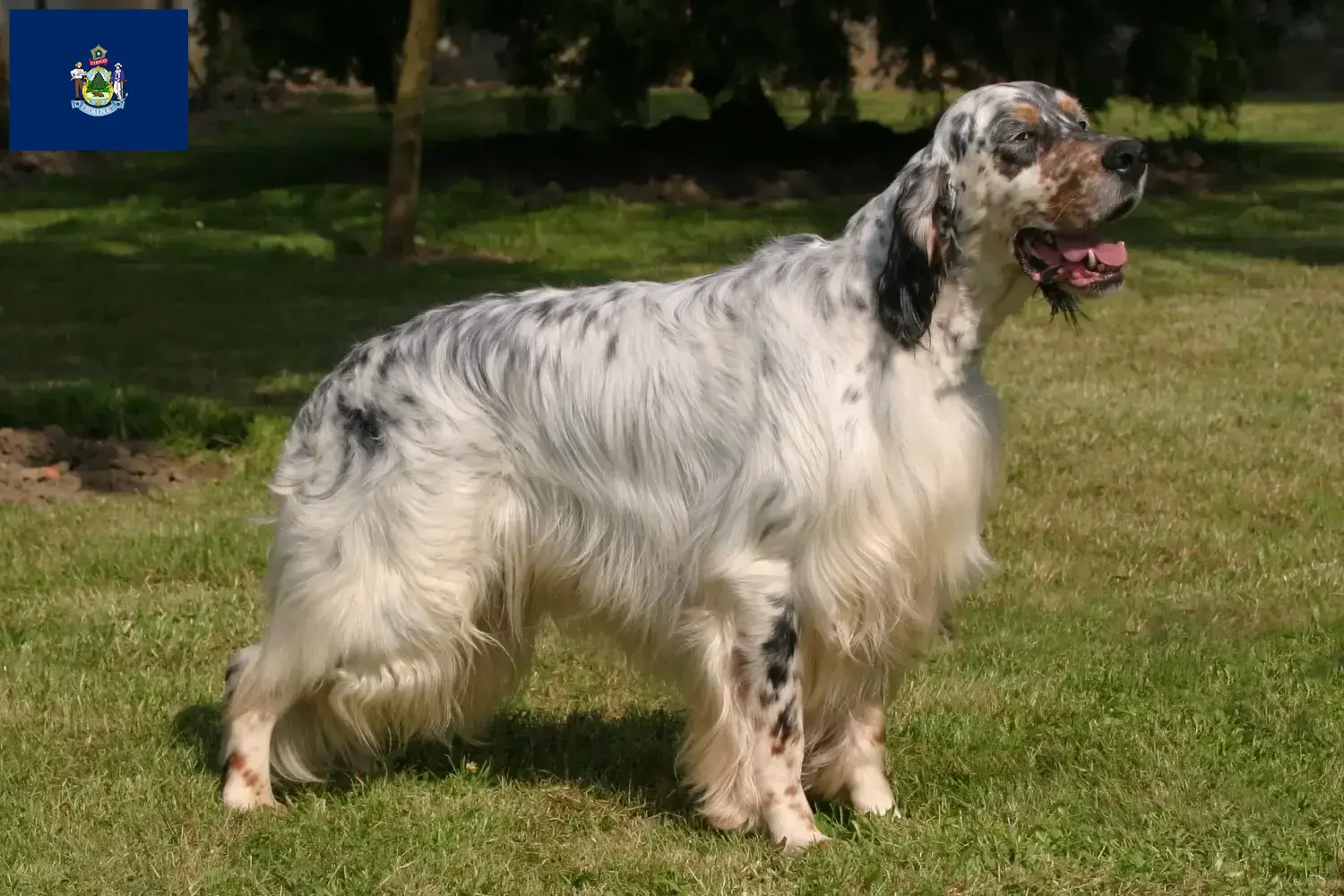 English Setter puppies and breeders Maine Find English Setter breeders in Maine here.
