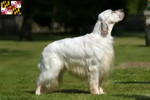 Read more about the article English Setter breeders and puppies in Maryland