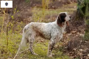 Read more about the article English Setter breeders and puppies in Massachusetts