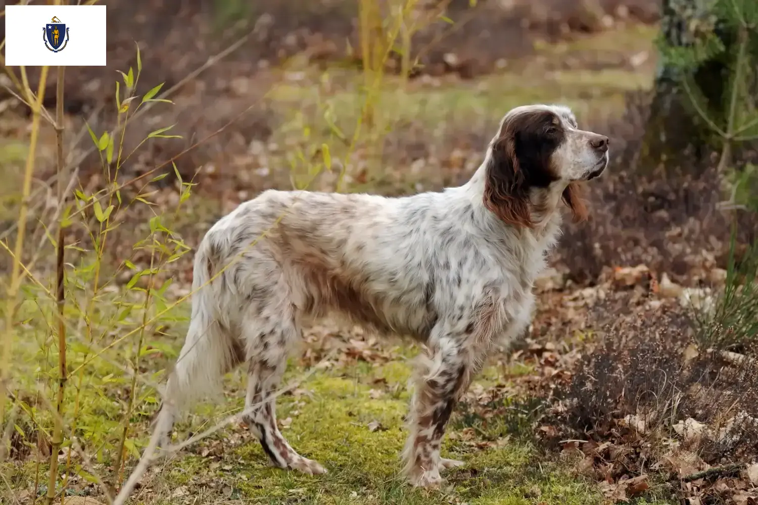English Setter puppies and breeders Massachusetts Find English Setter breeders in Massachusetts.