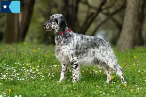 Read more about the article English Setter breeders and puppies in Minnesota