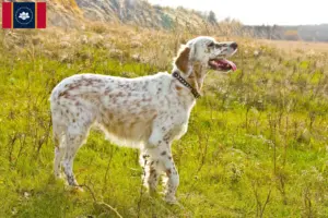 Read more about the article English Setter breeders and puppies in Mississippi