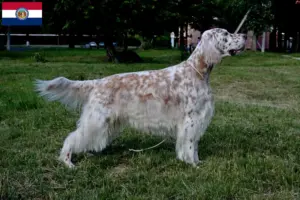 Read more about the article English Setter breeders and puppies in Missouri