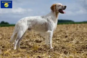 Read more about the article English Setter breeders and puppies in Montana