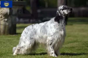 Read more about the article English Setter breeders and puppies in Nebraska