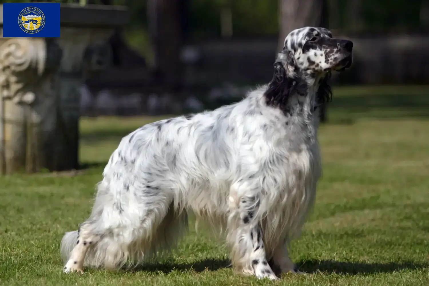 English Setter puppies and breeders Nebraska Find English Setter breeders in Nebraska.