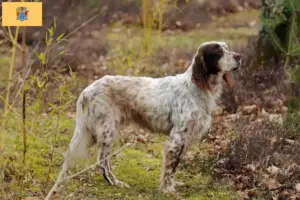 Read more about the article English Setter breeders and puppies in New Jersey