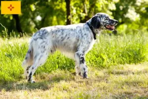 Read more about the article English Setter breeders and puppies in New Mexico