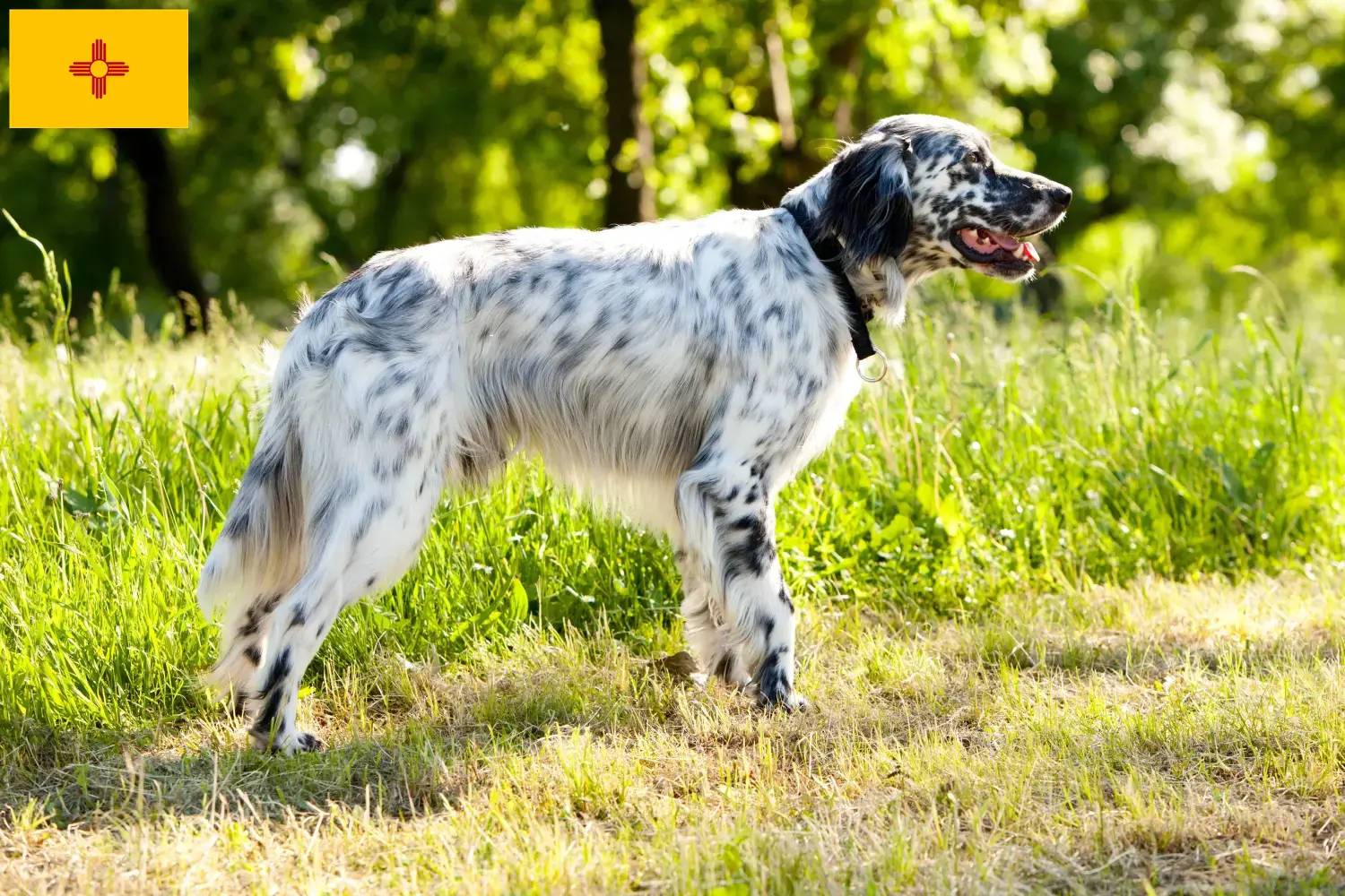 English Setter puppies and breeders New Mexico Find English Setter breeders in New Mexico.