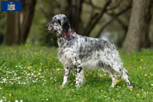 Read more about the article English Setter breeders and puppies in New York