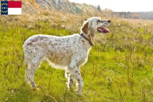 Read more about the article English Setter breeders and puppies in North Carolina