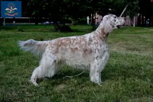 Read more about the article English Setter breeders and puppies in North Dakota