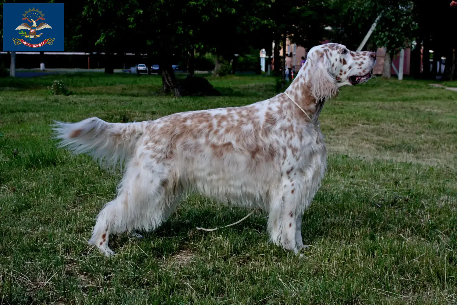 English Setter puppies and breeders North Dakota Find English Setter breeders in North Dakota.