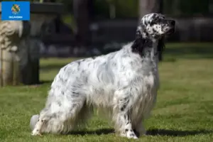 Read more about the article English Setter breeders and puppies in Oklahoma