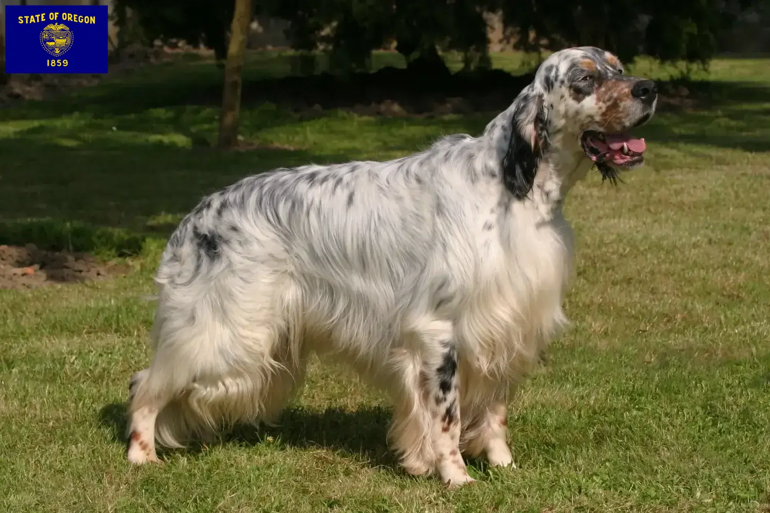 English Setter puppies and breeder Oregon Find English Setter breeders in Oregon.