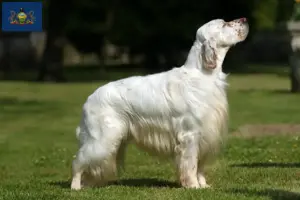 Read more about the article English Setter breeders and puppies in Pennsylvania